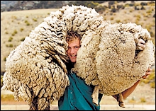 merino.jpg