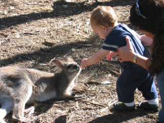 wallabyjpg.jpg